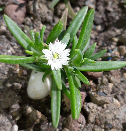 Mestoklema macrorhiza 10 Pieces Seeds