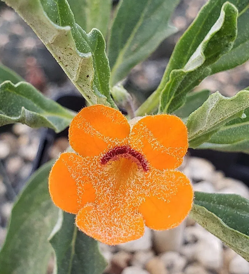 Pterodiscus aurantiacus 6 Pieces Seeds