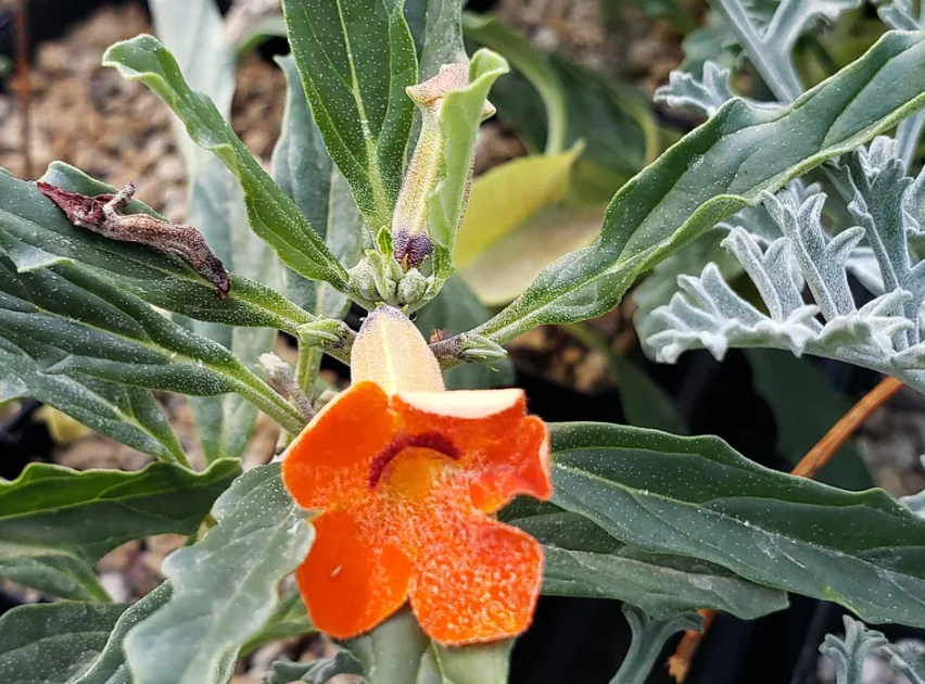 Pterodiscus aurantiacus 6 Pieces Seeds