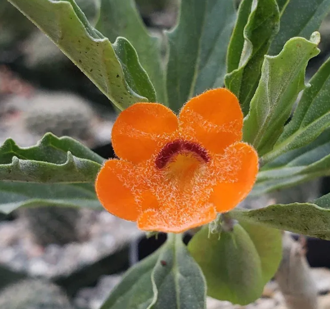 Pterodiscus aurantiacus 6 Pieces Seeds