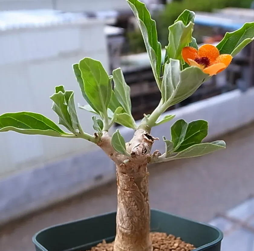 Pterodiscus aurantiacus 6 Pieces Seeds