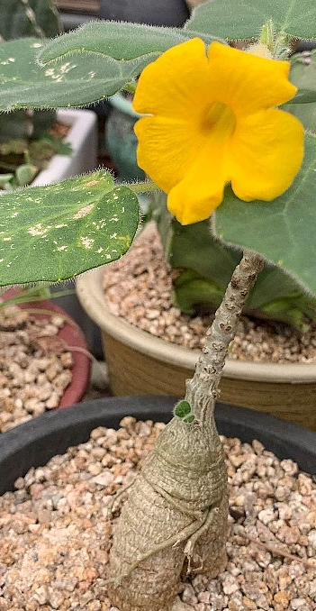 Uncarina roeoesliana 5 Pieces Seeds