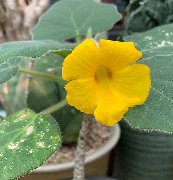 Uncarina roeoesliana 5 Pieces Seeds