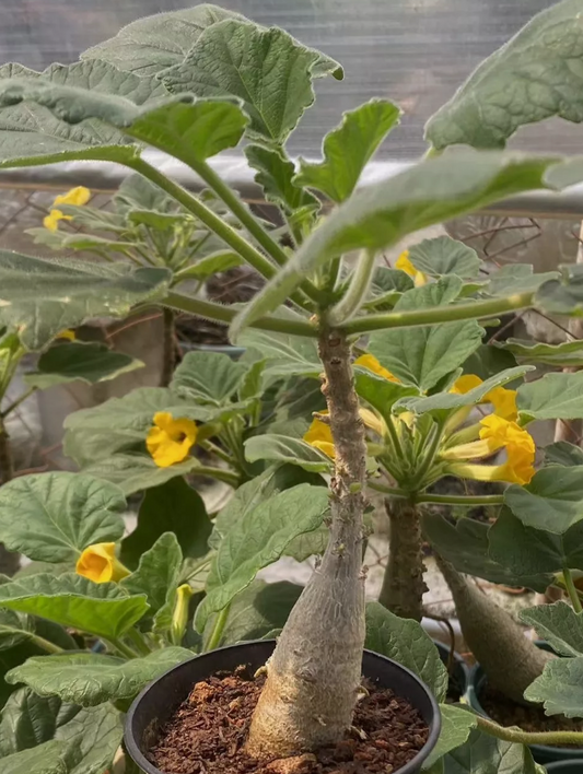 Uncarina grandidieri 5 Pieces Seeds