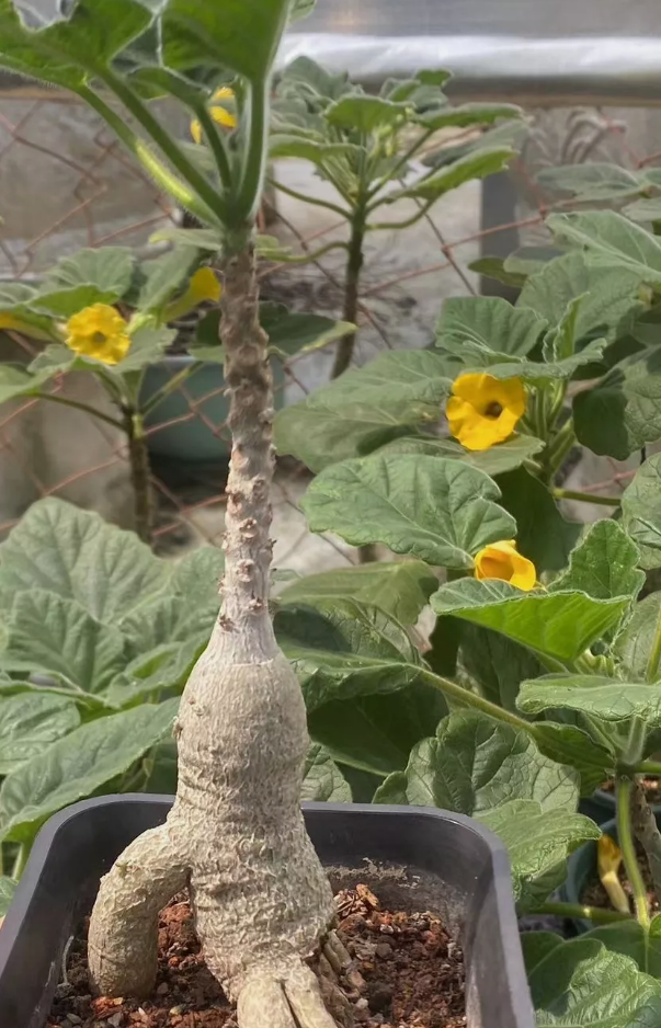 Uncarina grandidieri 5 Pieces Seeds