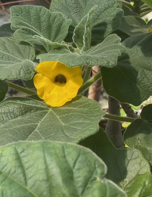 Uncarina grandidieri 5 Pieces Seeds