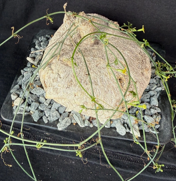 Ibervillea lendheimerii 6 Pieces Seeds