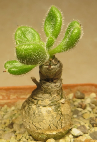 Tylecodon leucothrix 10 Pieces Seeds