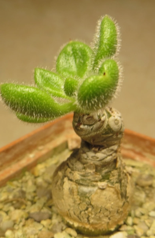 Tylecodon leucothrix 10 Pieces Seeds