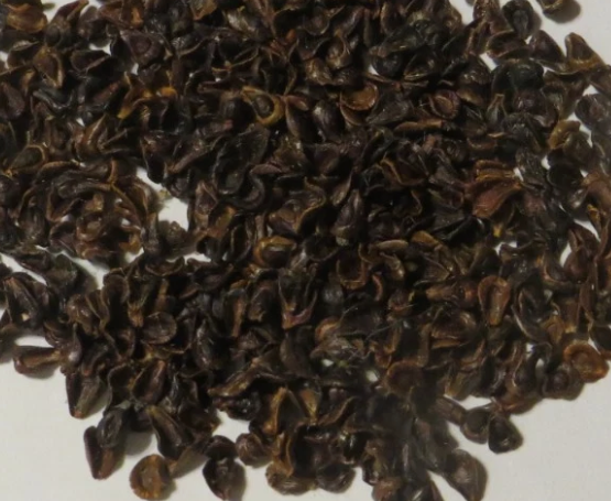 Pseudolithos eylensis 10 Pieces Seeds