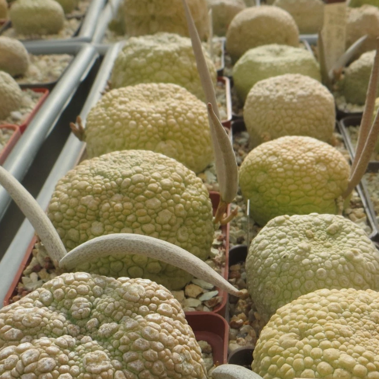 Pseudolithos eylensis 10 Pieces Seeds