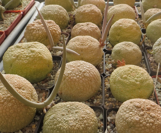 Pseudolithos eylensis 10 Pieces Seeds