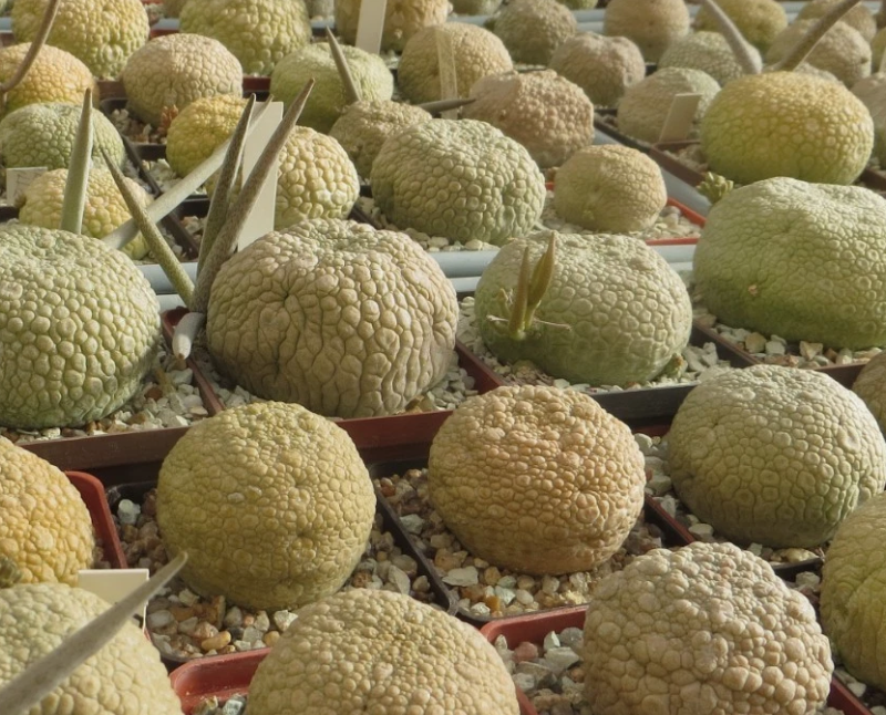 Pseudolithos eylensis 10 Pieces Seeds