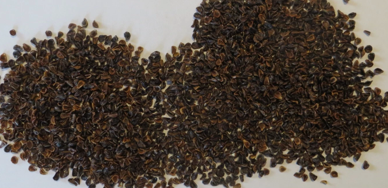 Pseudolithos eylensis 10 Pieces Seeds