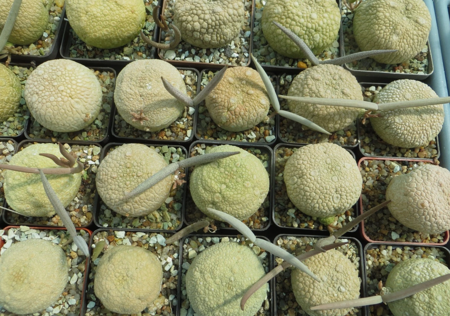Pseudolithos eylensis 10 Pieces Seeds