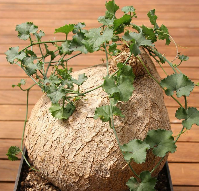 Ibervillea tenuisecta 6 Pieces Seeds