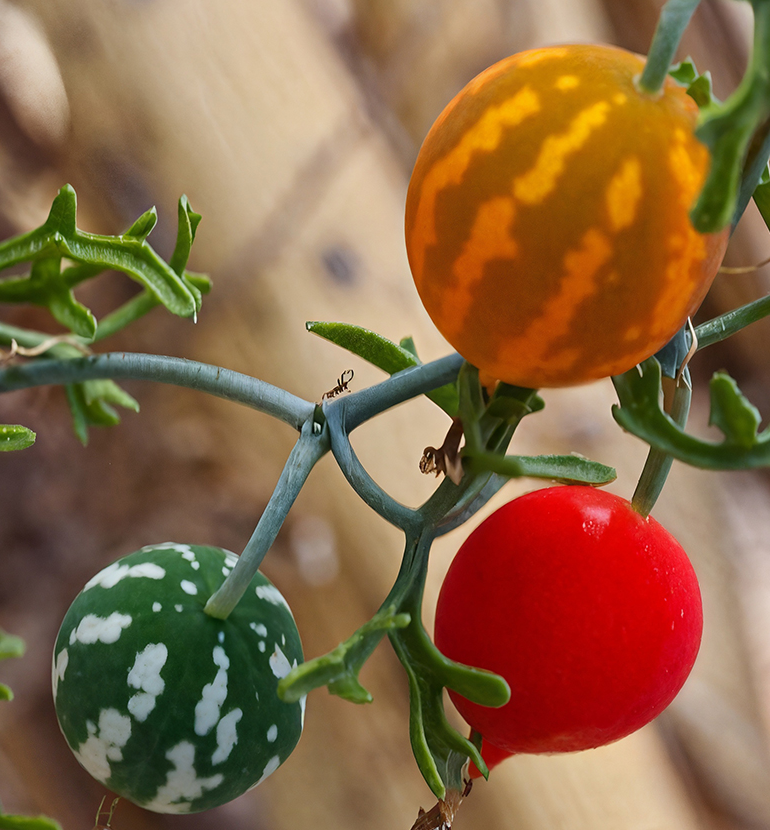 Ibervillea tenuisecta 6 Pieces Seeds