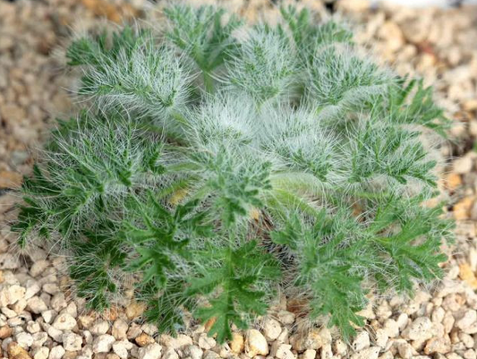 Pelargonium caroli-henrici 4 Pieces Seeds