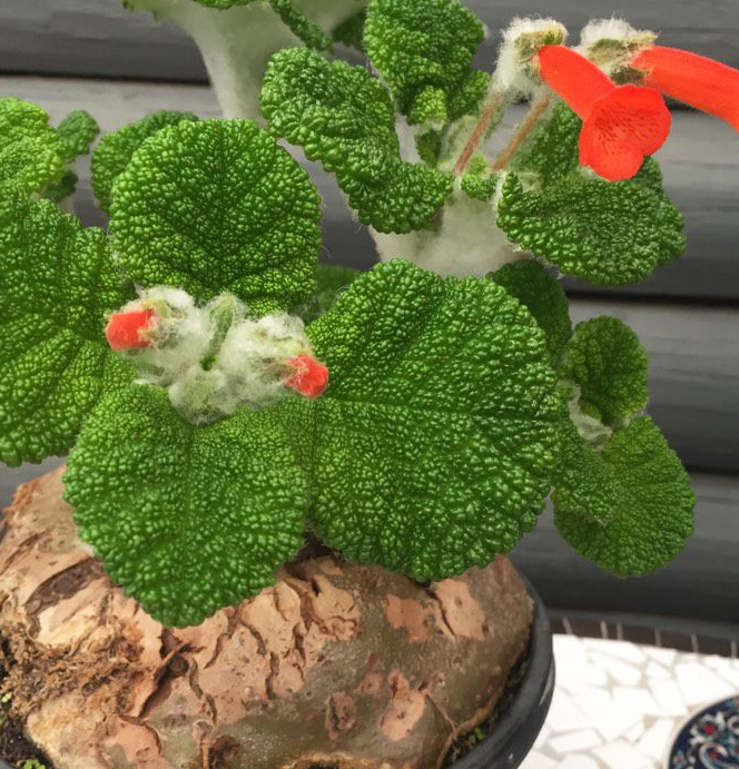 Sinningia bullata 10 Pieces Seeds