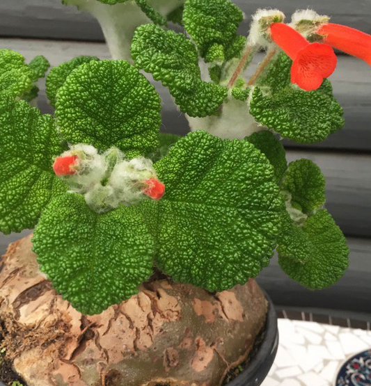 Sinningia bullata 10 Pieces Seeds