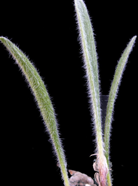 Eriospermum villosum 4 Pieces Seeds