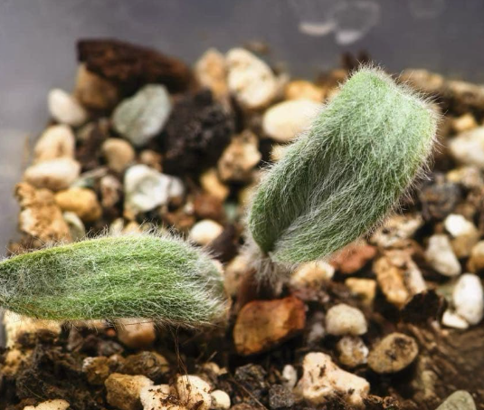 Eriospermum villosum 4 Pieces Seeds