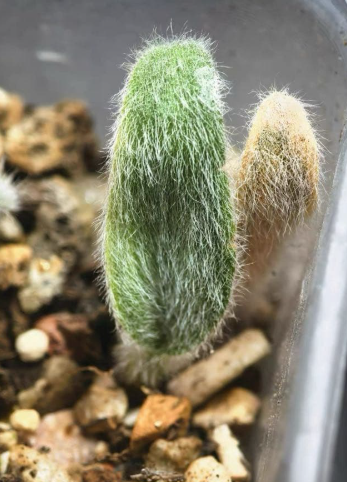 Eriospermum villosum 4 Pieces Seeds