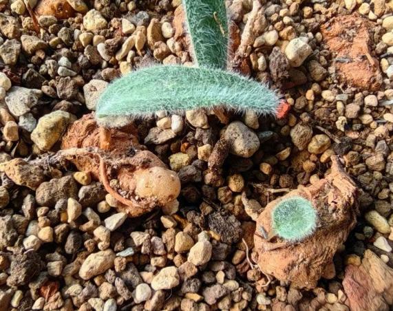 Eriospermum villosum 4 Pieces Seeds