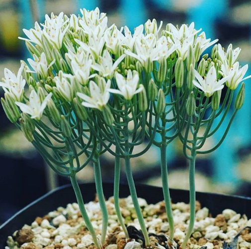 Eriospermum aphyllum 2 Pieces Seeds