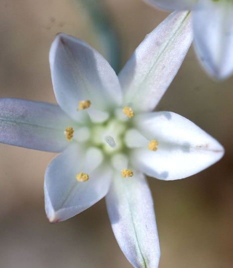 Eriospermum aphyllum 2 Pieces Seeds