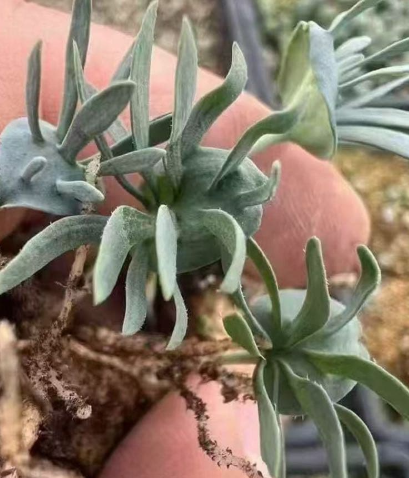 Eriospermum alcicorne 2 Pieces Seeds