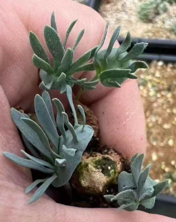 Eriospermum alcicorne 2 Pieces Seeds