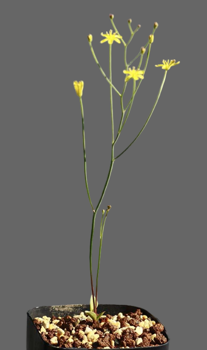 Eriospermum porphyrium 2 Pieces Seeds