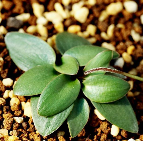 Eriospermum porphyrovalve 3 Pieces Seeds