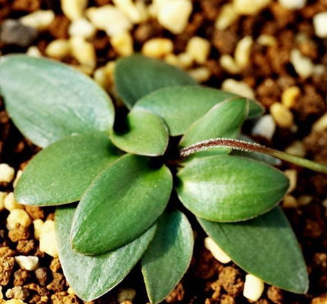 Eriospermum porphyrovalve 3 Pieces Seeds