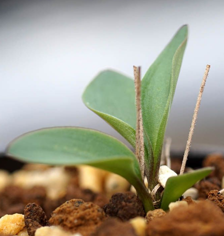 Eriospermum porphyrovalve 3 Pieces Seeds