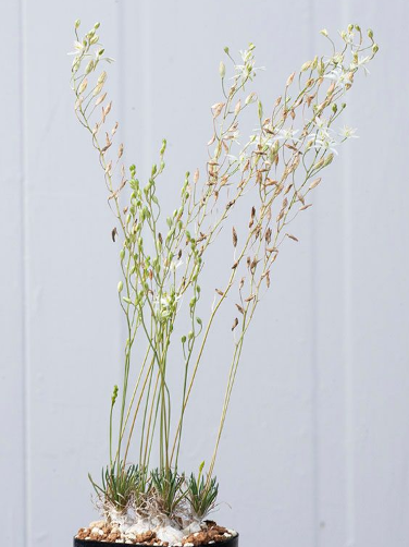 Eriospermum porphyrovalve 3 Pieces Seeds