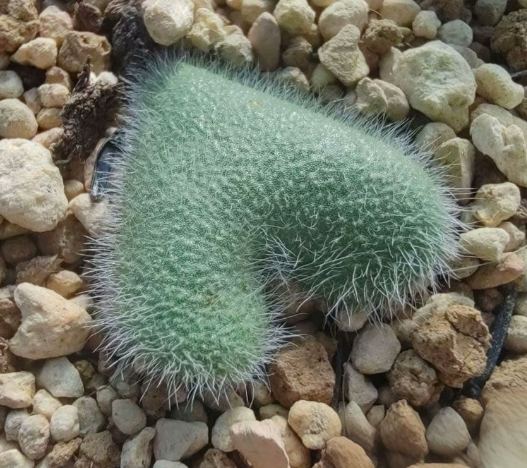 Eriospermum pustulatum 3 Pieces Seeds