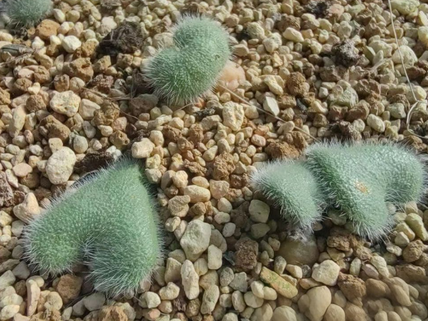 Eriospermum pustulatum 3 Pieces Seeds