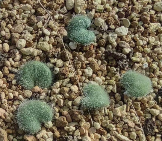 Eriospermum pustulatum 3 Pieces Seeds