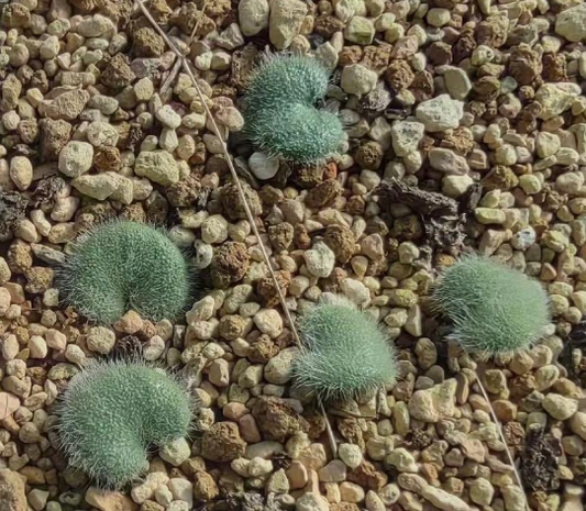Eriospermum pustulatum 3 Pieces Seeds