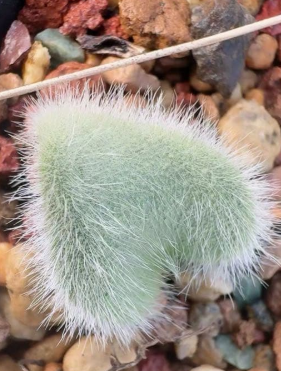 Eriospermum pustulatum 3 Pieces Seeds