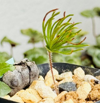 Eriospermum proliferum 3 Pieces Seeds