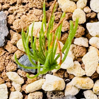 Eriospermum proliferum 3 Pieces Seeds