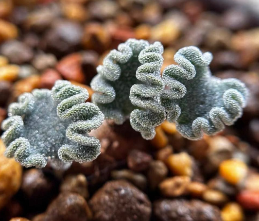 Eriospermum titanopsoides 2 Pieces Seeds