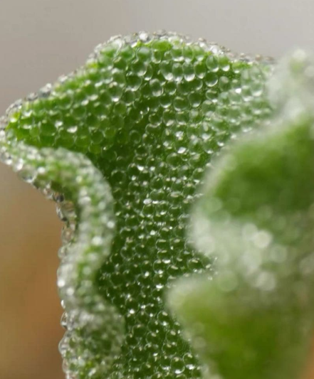 Eriospermum titanopsoides 2 Pieces Seeds