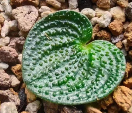 Eriospermum tuberosum 3 Pieces Seeds