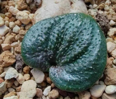 Eriospermum tuberosum 3 Pieces Seeds