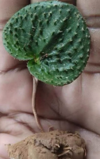 Eriospermum tuberosum 3 Pieces Seeds