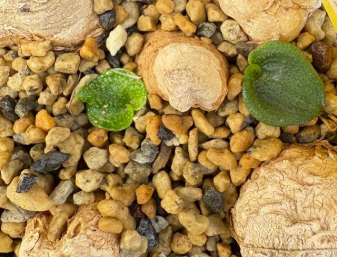 Eriospermum tuberosum 3 Pieces Seeds